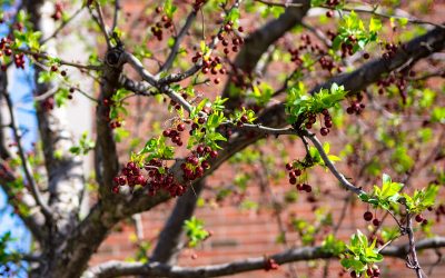 WSU Students Celebrate Arbor Day with Events