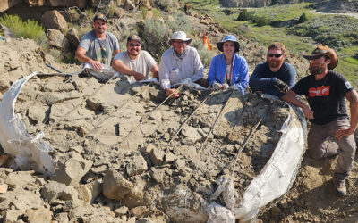 Rare Dinosaur Fossil Installed at Winona State, Opening Door to Historic Research